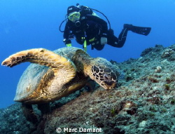 Two for lunch! We found this huge green turtle eating and... by Marc Damant 